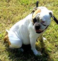 Darensbourg's Sissy of Paparazzi Kennels