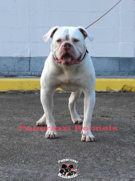 Bop of Paparazzi Kennels