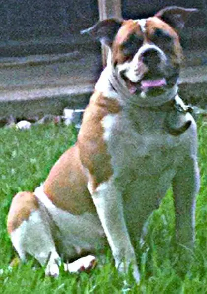Roxie of Paparazzi Kennels