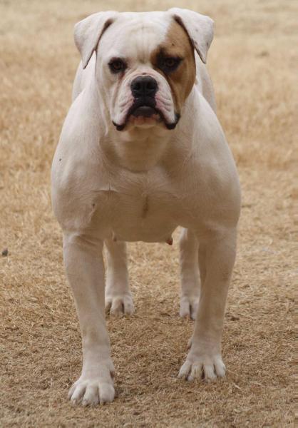 BullyBadass's Maybelline