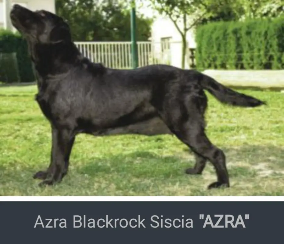 Azra Blackrock Siscia