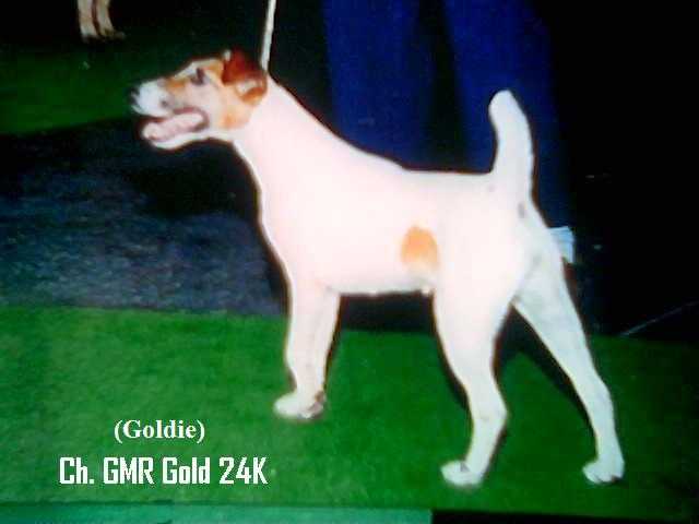 T.T. CH. GMR Gold 24K