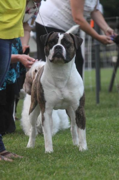 2018 UKC #1 American Bulldog, GRCH Sprenkels Born Ready Mack