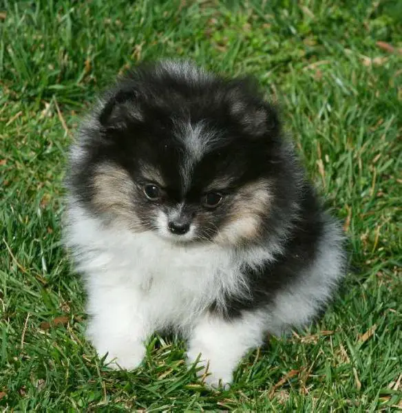 Pomacres Kc's Splash Of Color