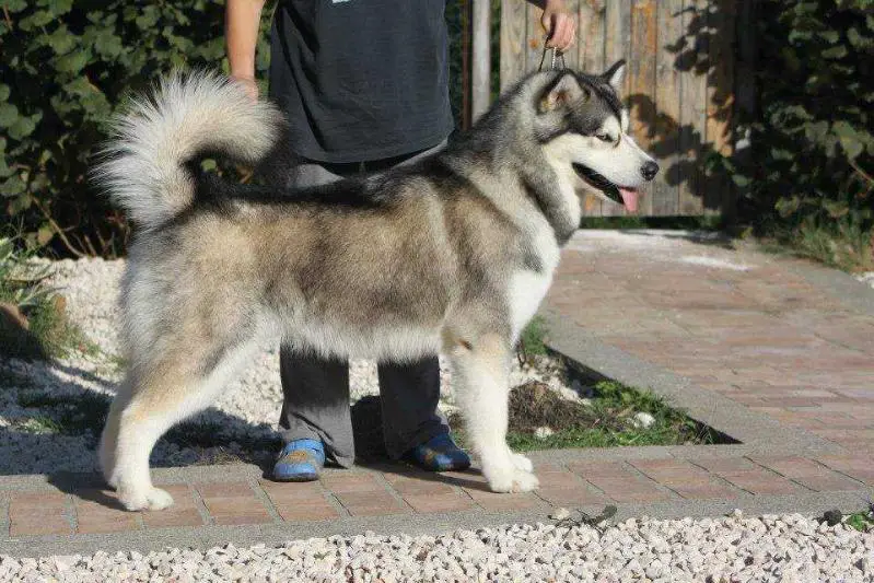 Kalamals Deus For Hosea