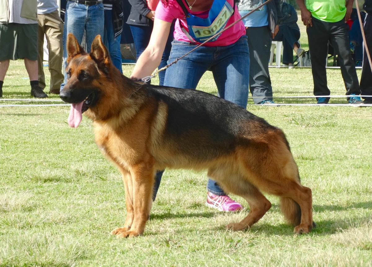 VA2(SA) Armani vom Haus Teichert