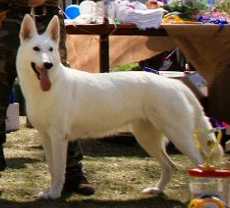 ZHENEFER VON KLARIUS