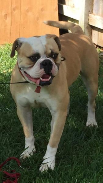 PINTOS BULLYS TROY OF REBELIOUS KENNELS