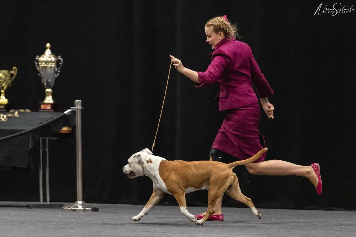 C.I.B & MULTI CH & MULTI WINNER Masterbolt Gold Rush