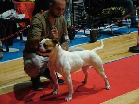 Tuscia bull's Lulu of Odc