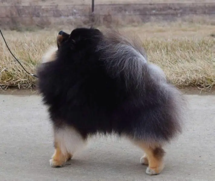 Can. Am. Ch. Firesprite's Walk On The Moon