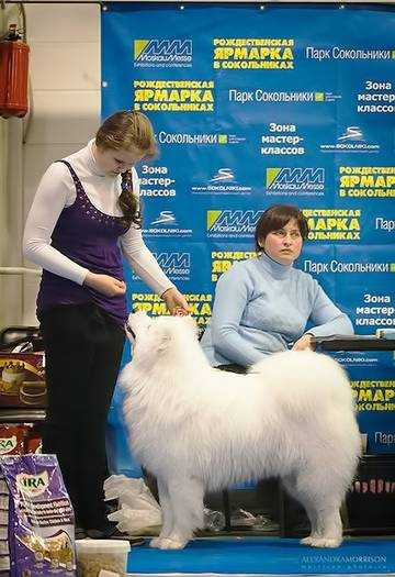 Belyi Volk Infinity Yoko