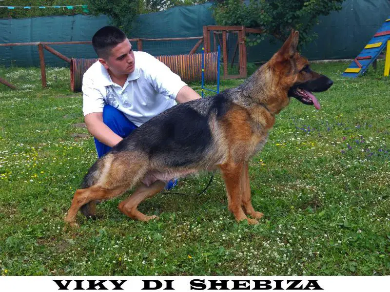 Viky di Shebiza