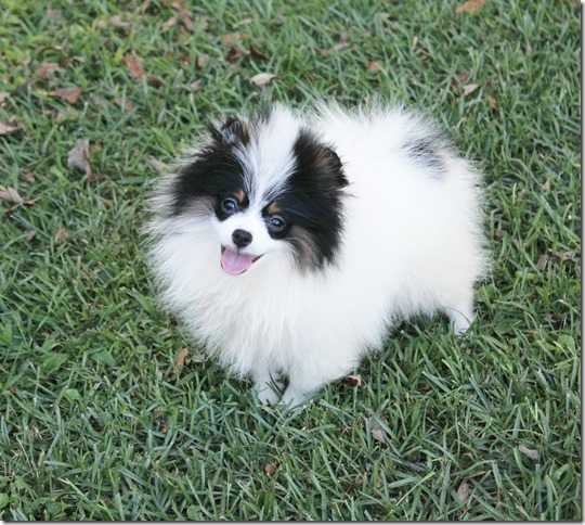 DEXTER SHOWNS U CROWN RENDITION