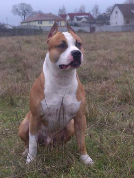 JCH BLR,CH BLR,BREED,GRAND,CH UA,17 CAC STAFF AVALON BROADWAY SUPER DRAVE