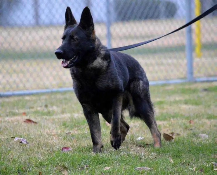 Xena Lexis Vom Sucherquelle