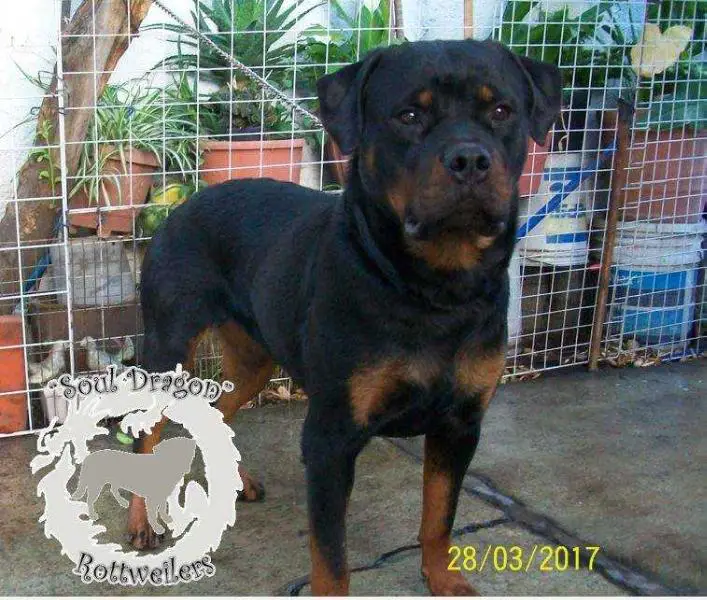 Murasaki (Martínez) Mex. FCI.