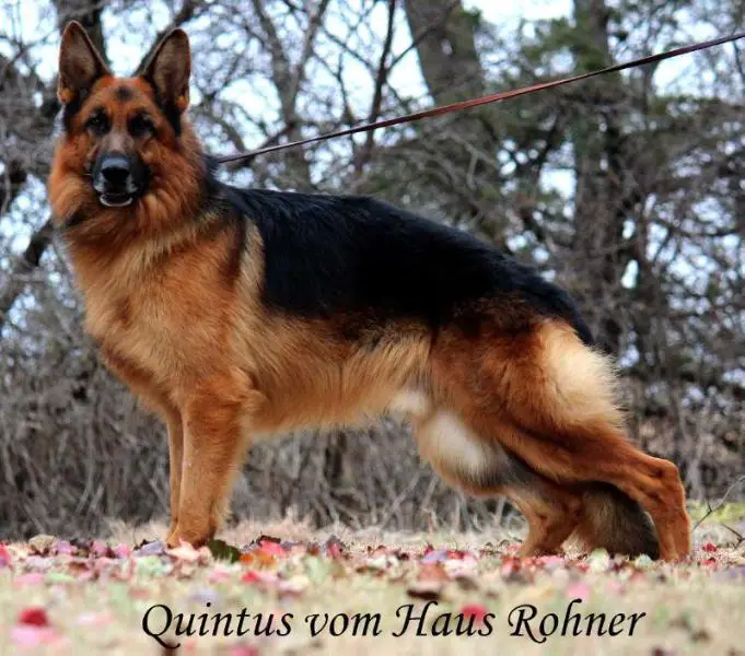 SG Quintus vom Haus Röhner