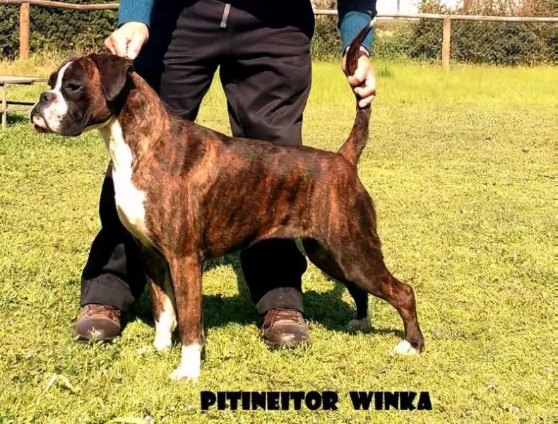 Campeona Chilena Campeona Joven Chilena Pitineitor Winka