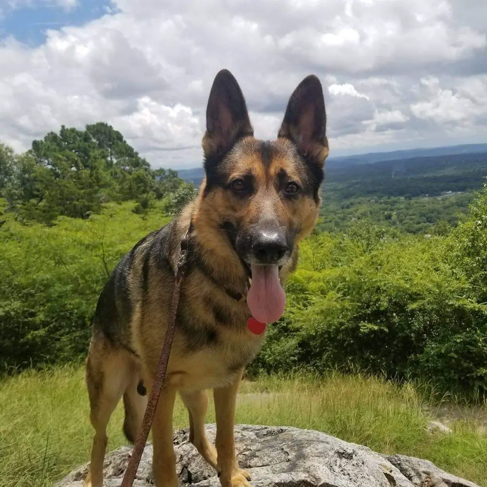 Charlie vom Zwei Sorren