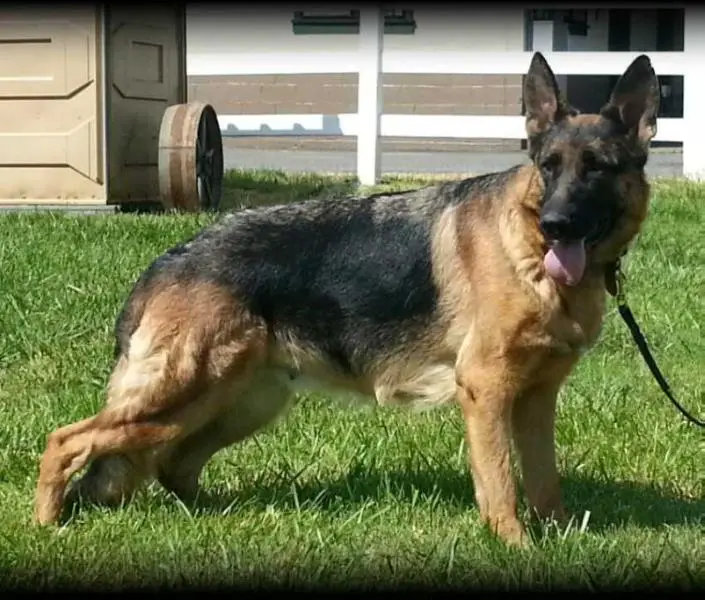 Majestic's Royal Dixie Fury Von Vascascade