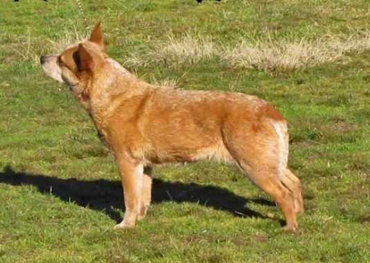 GCH DC BUZZARDS BARBED WIRE N ROSES RE