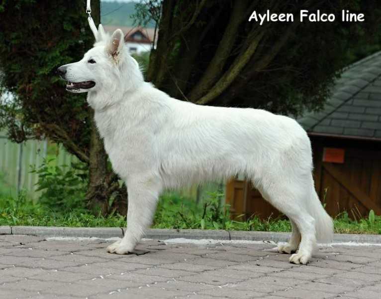 Ayleen Falco line