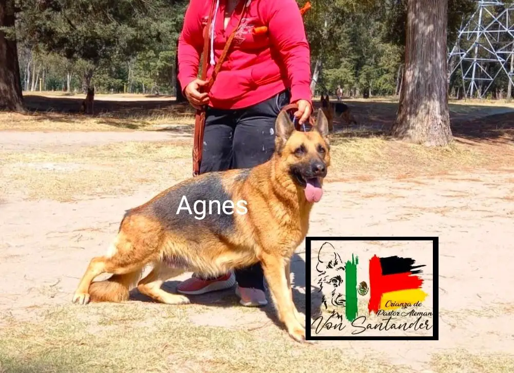 P-Agnes Von Der Jager