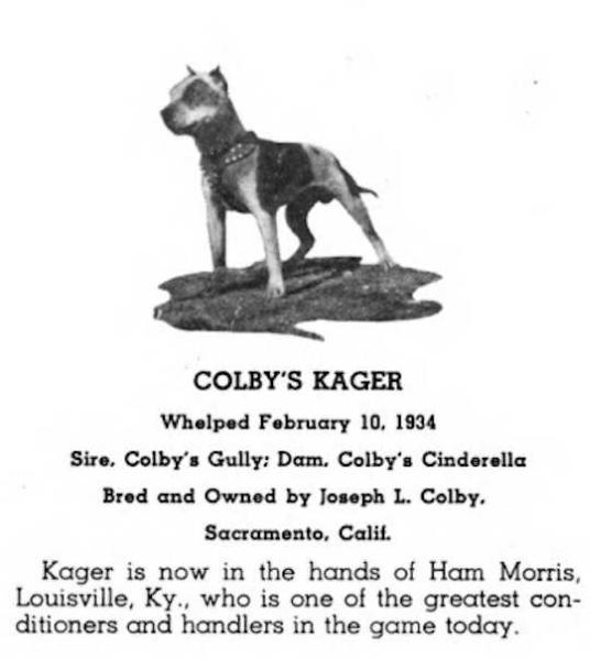 Colby's Kager (1934) (Colby's Gully x Colby's Cinderella)