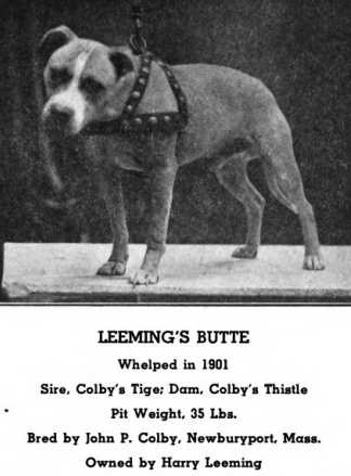 Leeming's Butte