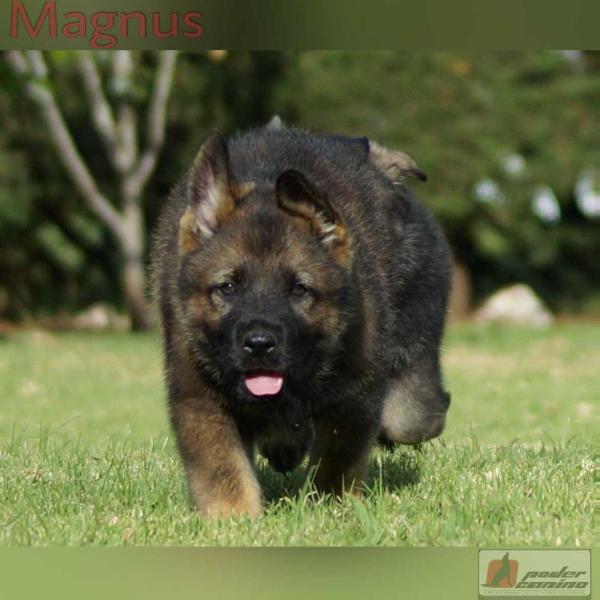 Magnus de Poder Canino (Meyer)