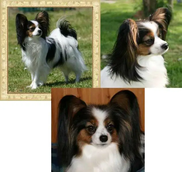 D-CH, CH-CH Feeby von Xenellos Gladness