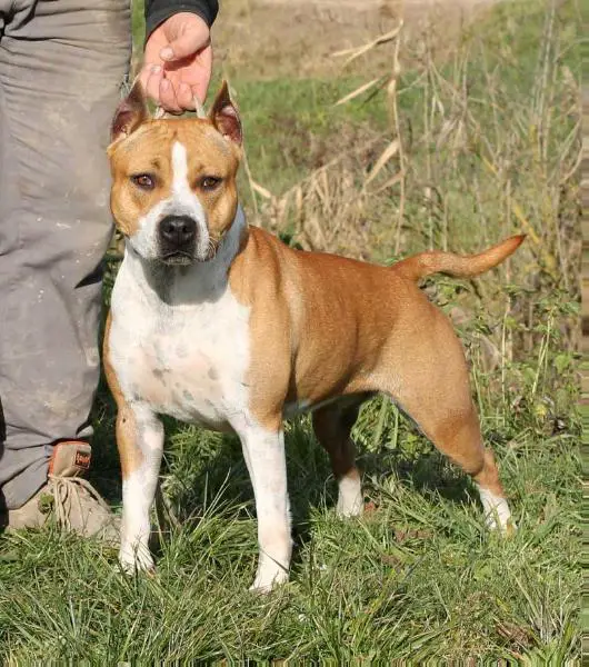 Moon Rock Landi's Dancing Queen