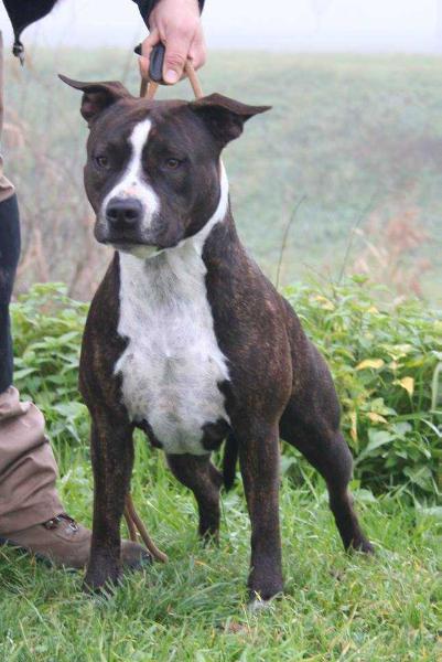 Moon Rock Landi's Himalaya