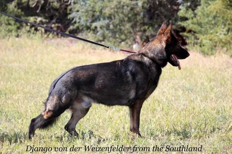 Django von der Weizenfelder from the Southland