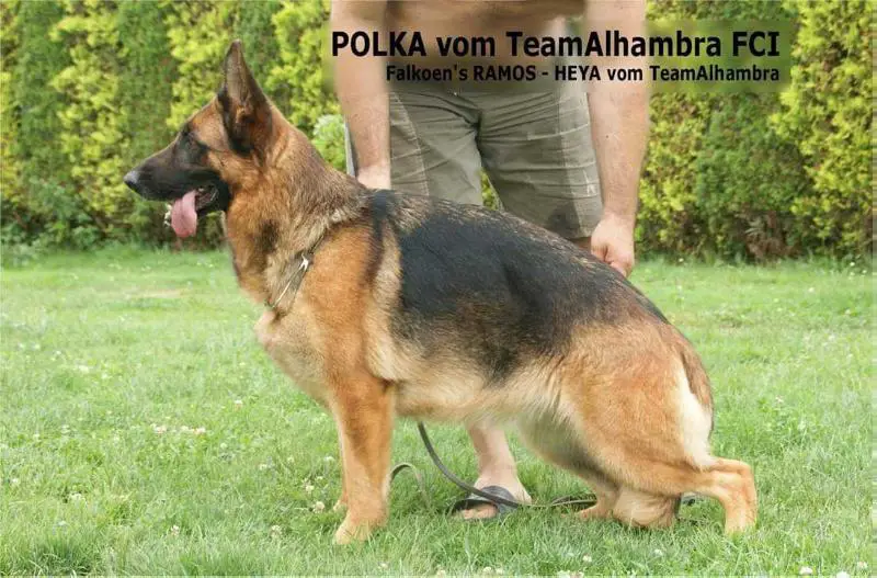 POLKA vom TeamAlhambra