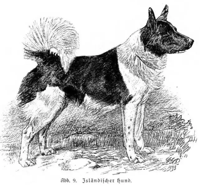Isländifcher Hund (c.1921)