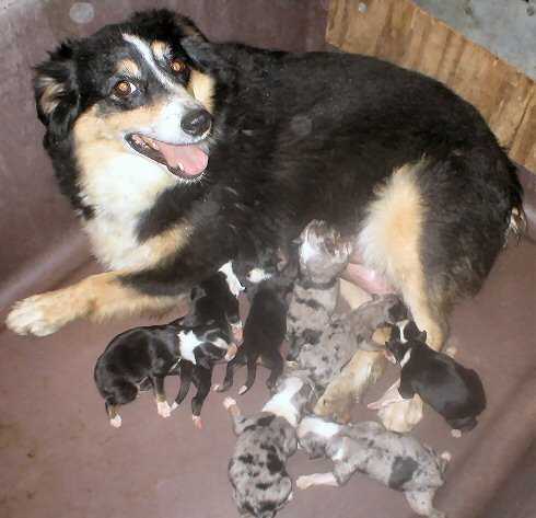 Porter's Little Hally