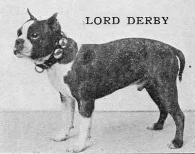 CH Lord Derby