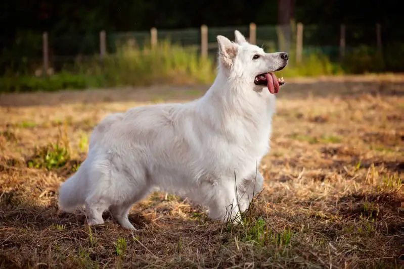 Guardian's Legend Magnum