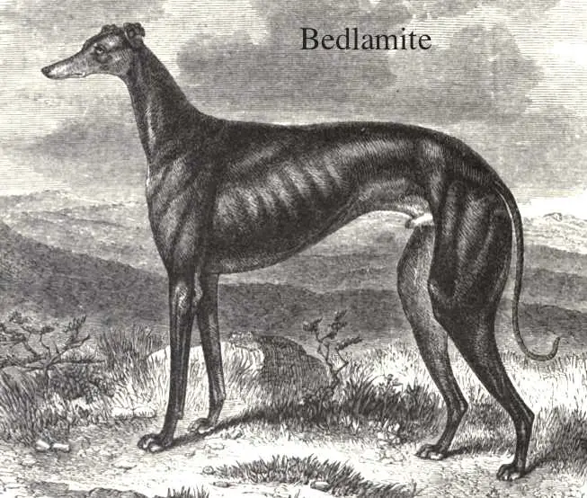 Bedlamite (1850) [Mr Brown's]