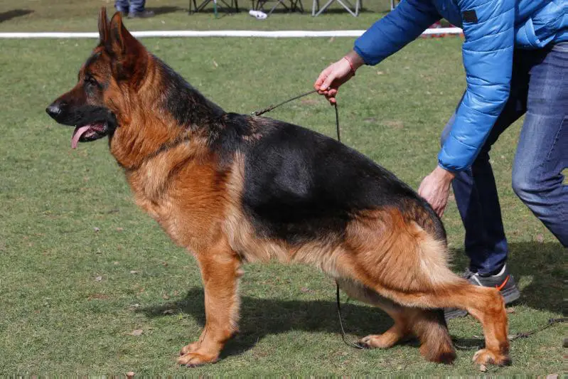 Dux von Marbo Wolf