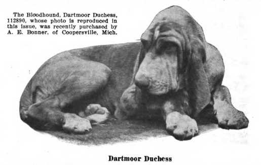 Dartmoor Duchess (112890)