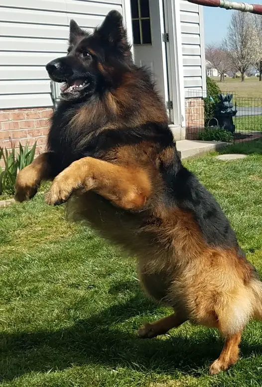 UKC CH Mojo von Delacruz