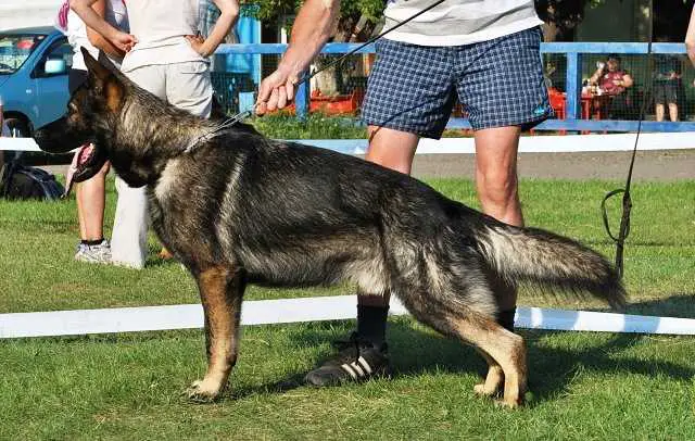 Ikor von der Sigisliebe