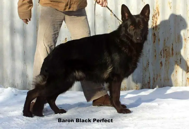 Baron Black Perfect
