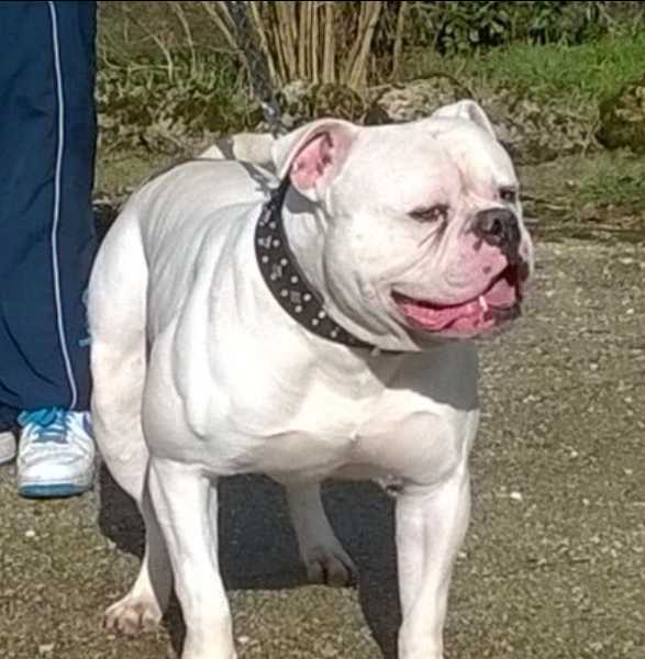 danibull's brando of petroselli
