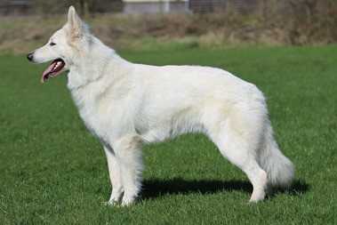 Marsmallow of the white wolves home
