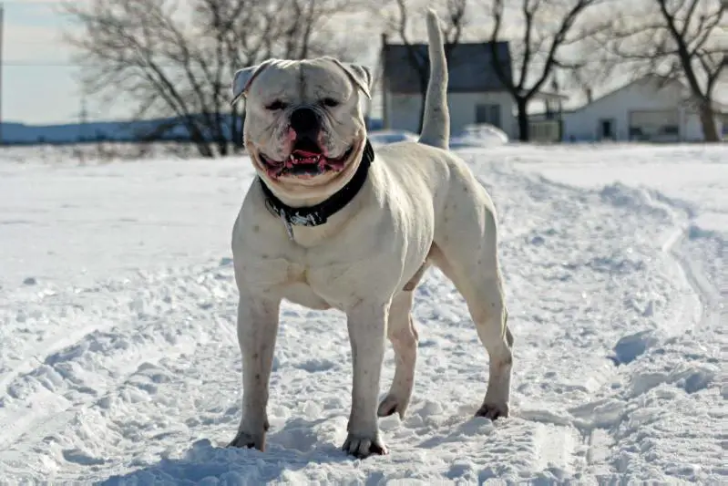 2016 ABRA Show Dog Of The Year / Champion Masterbully's Koopa Troopa of MB/FFB