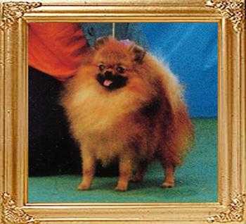 Hadleigh Yellow Tail